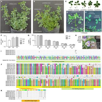 Expanding the Benefits of Tnt1 for the Identification of Dominant Mutations in Polyploid Crops: A Single Allelic Mutation in the MsNAC39 Gene Produces Multifoliated Alfalfa